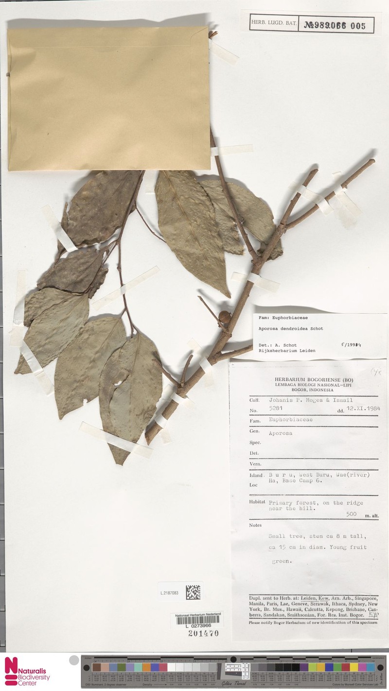 Aporosa dendroidea photo 7