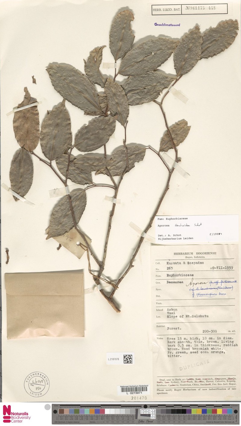 Aporosa dendroidea photo 8