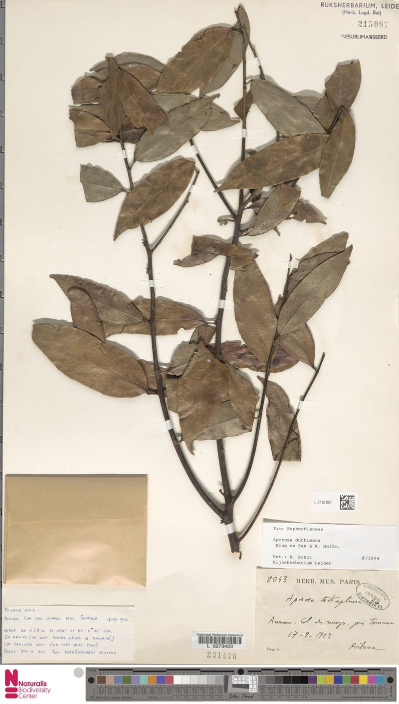 Aporosa duthieana