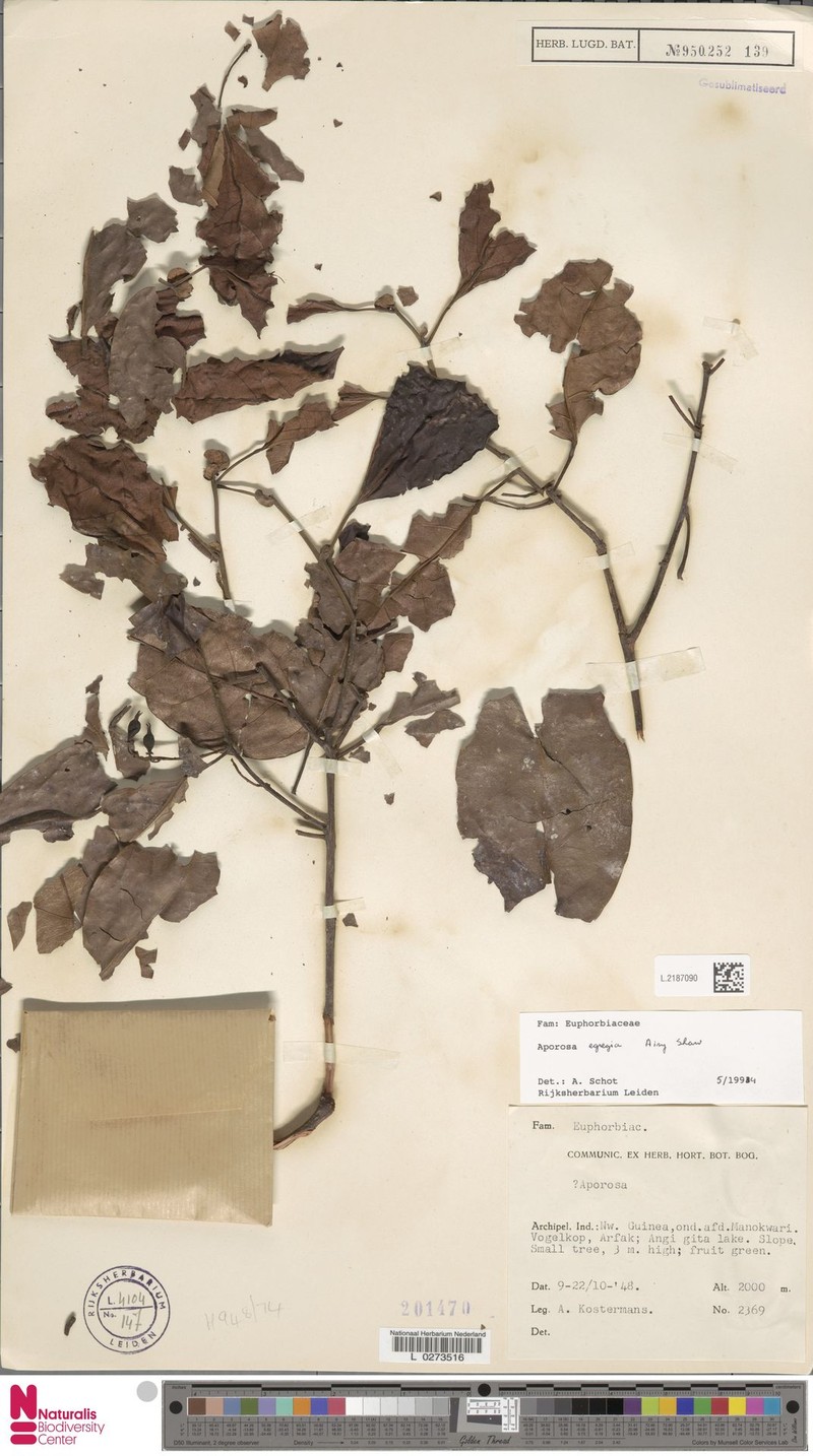 Aporosa egregia photo 3