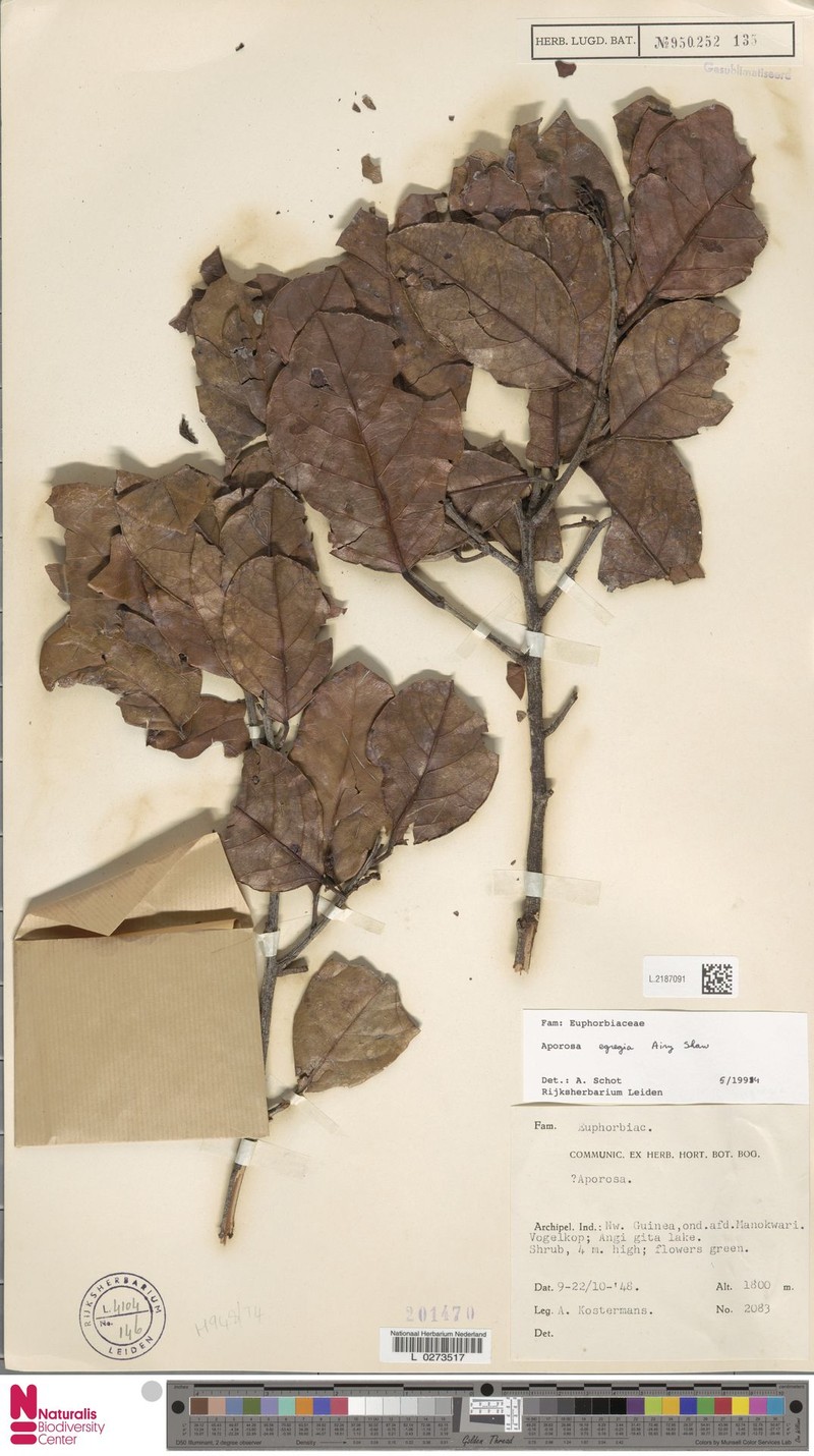 Aporosa egregia photo 5