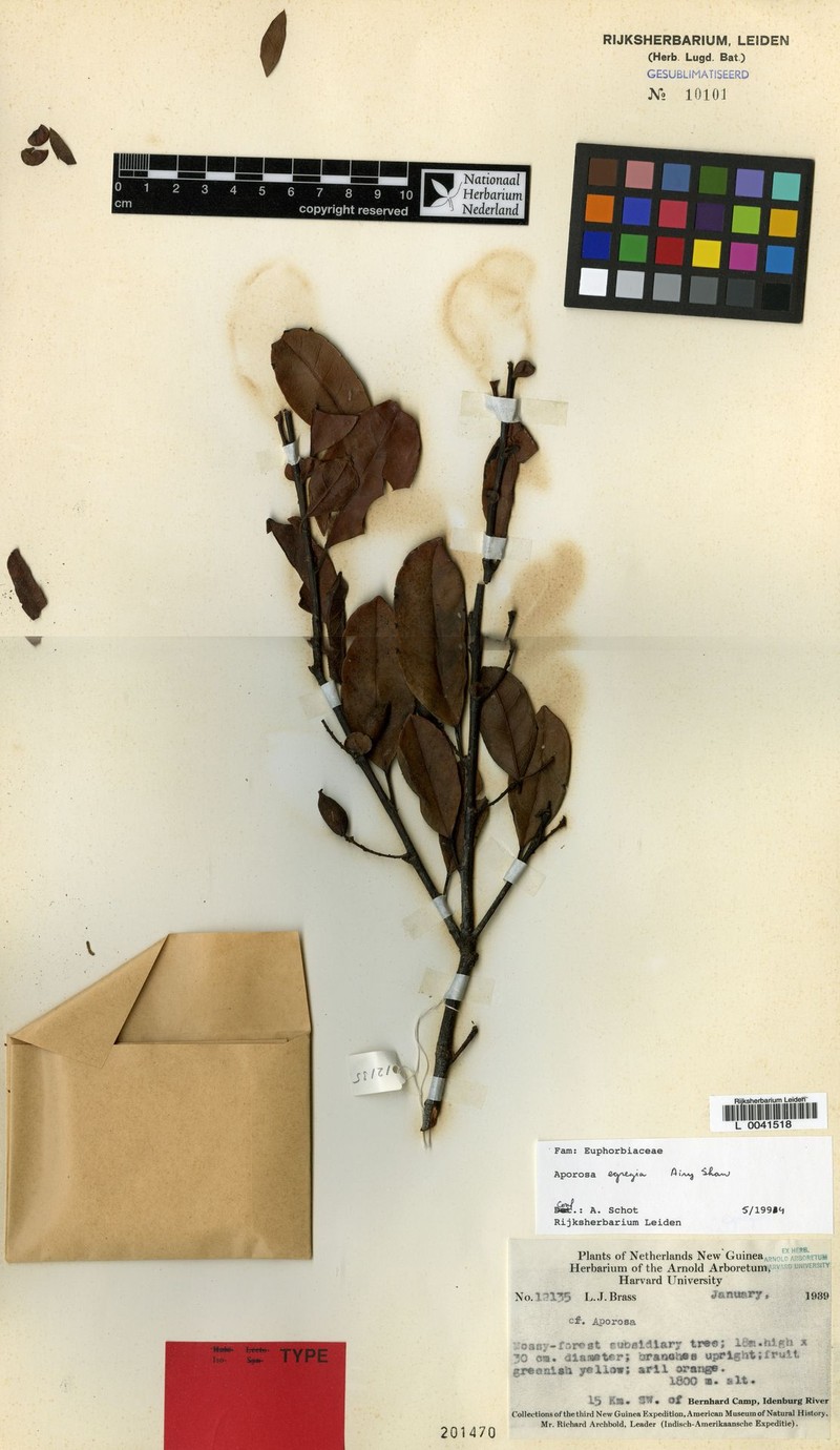 Aporosa egregia photo 6