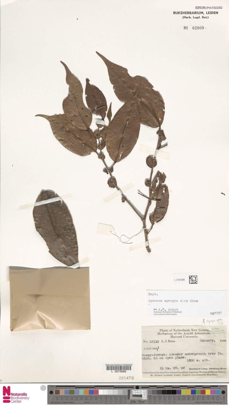 Aporosa egregia photo 7