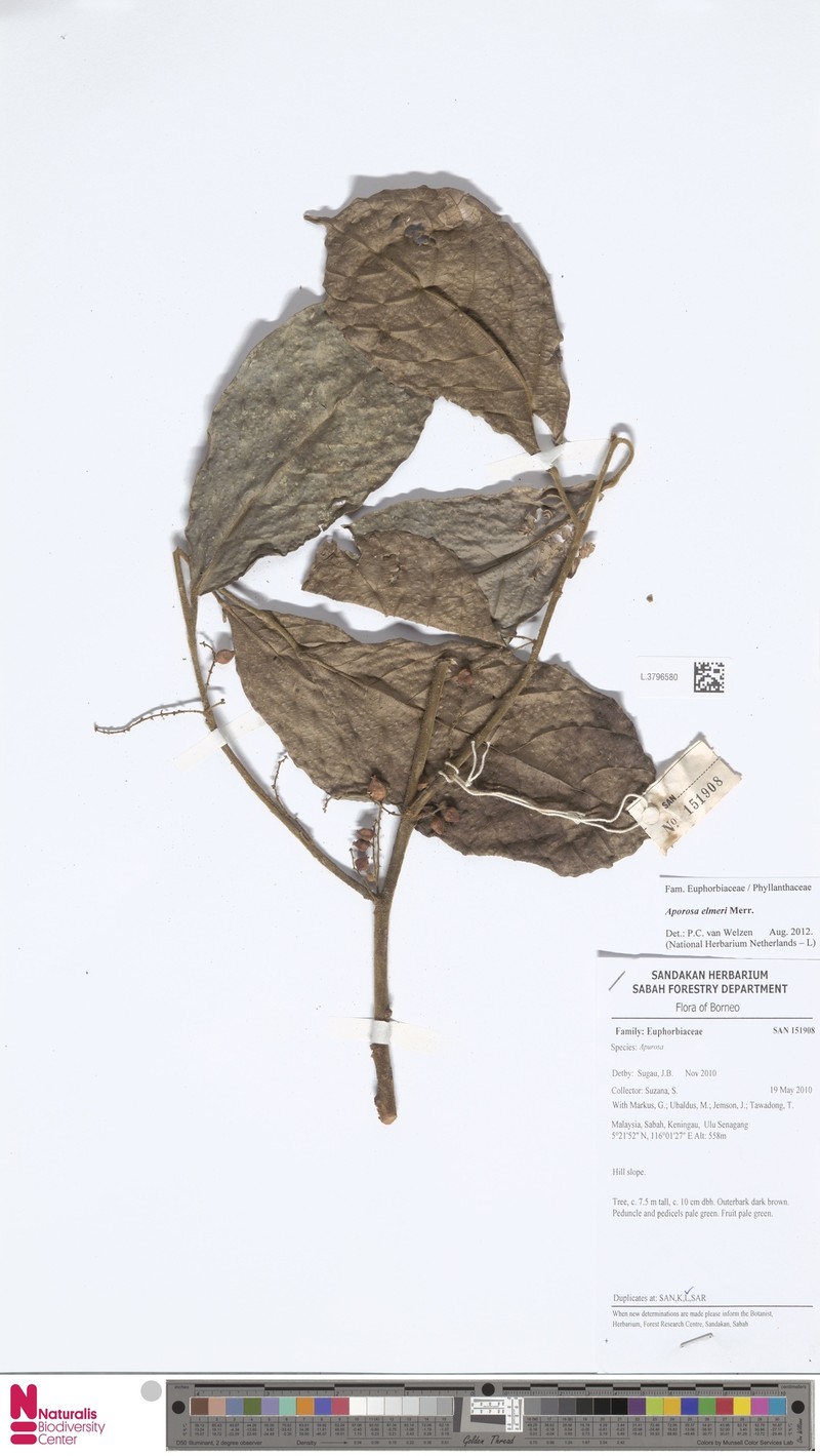 Aporosa elmeri