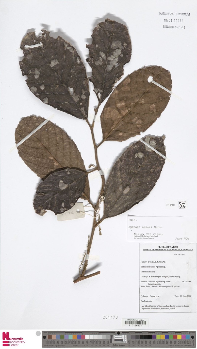Aporosa elmeri photo 2