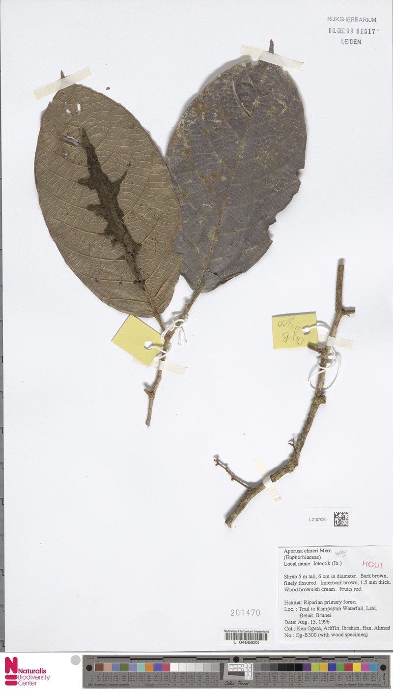 Aporosa elmeri photo 3