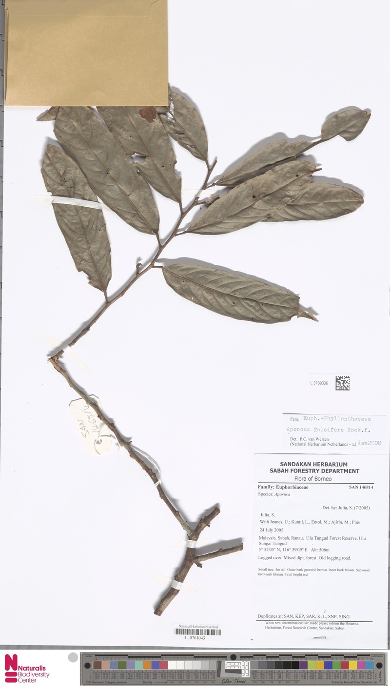 Aporosa falcifera