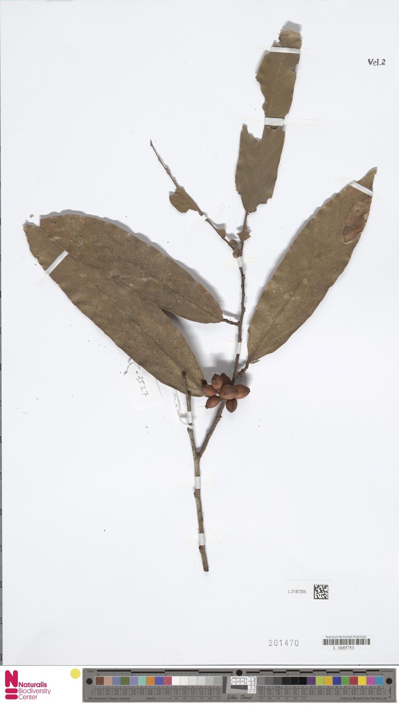 Aporosa falcifera photo 2