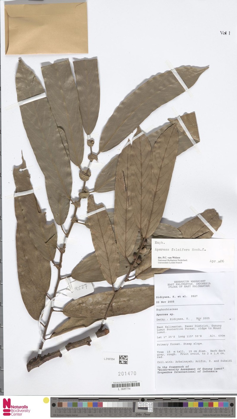 Aporosa falcifera photo 3