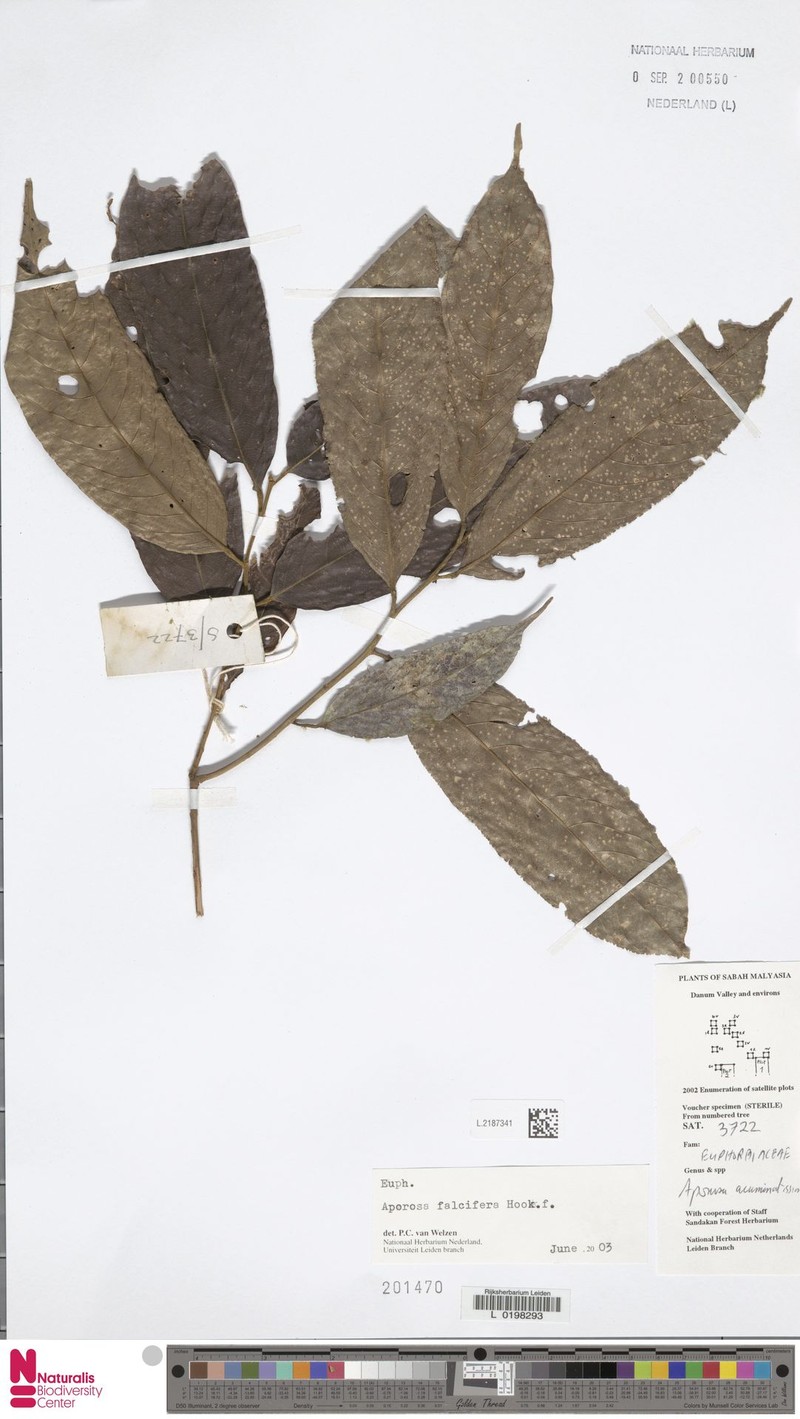 Aporosa falcifera photo 4