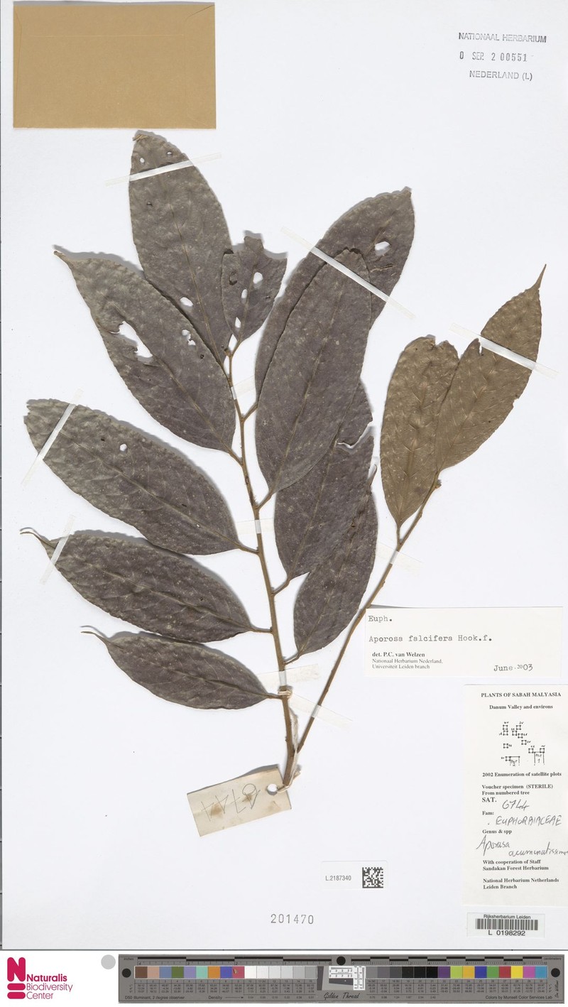 Aporosa falcifera photo 5