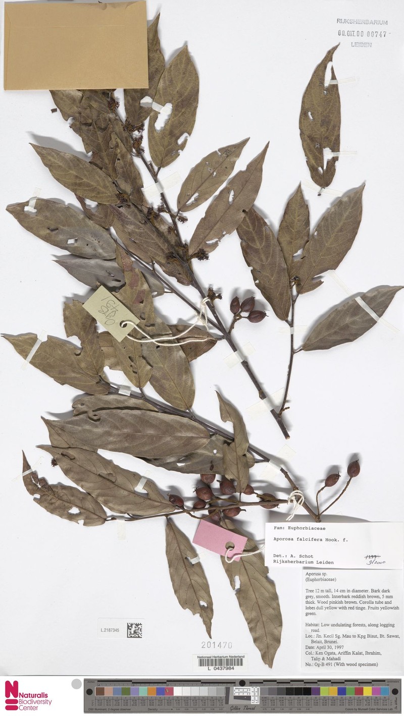 Aporosa falcifera photo 6