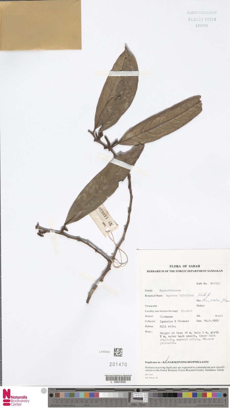 Aporosa falcifera photo 7