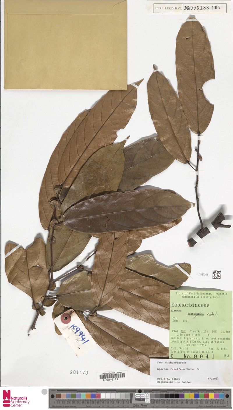 Aporosa falcifera photo 8