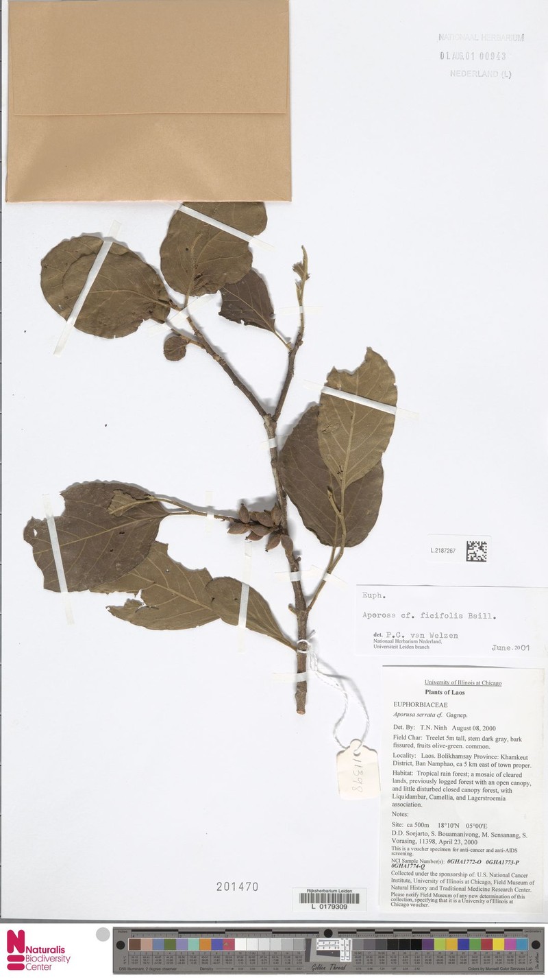 Aporosa ficifolia