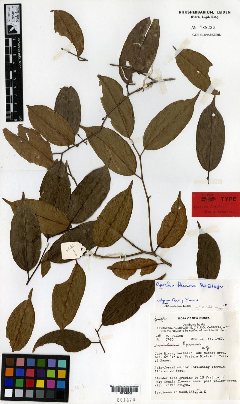 Aporosa flexuosa