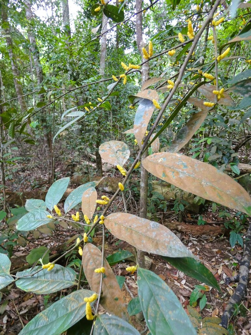 Aporosa frutescens