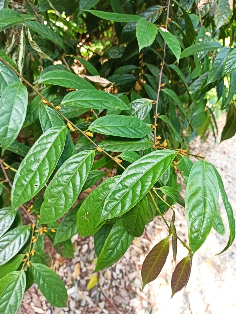 Aporosa frutescens photo 2