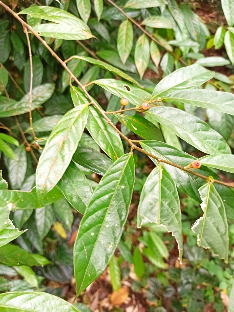 Aporosa frutescens photo 3