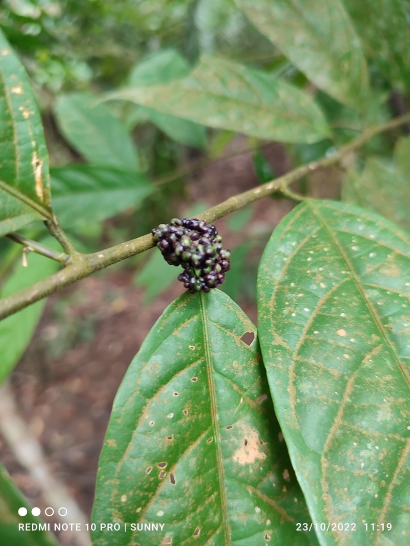 Aporosa frutescens photo 4