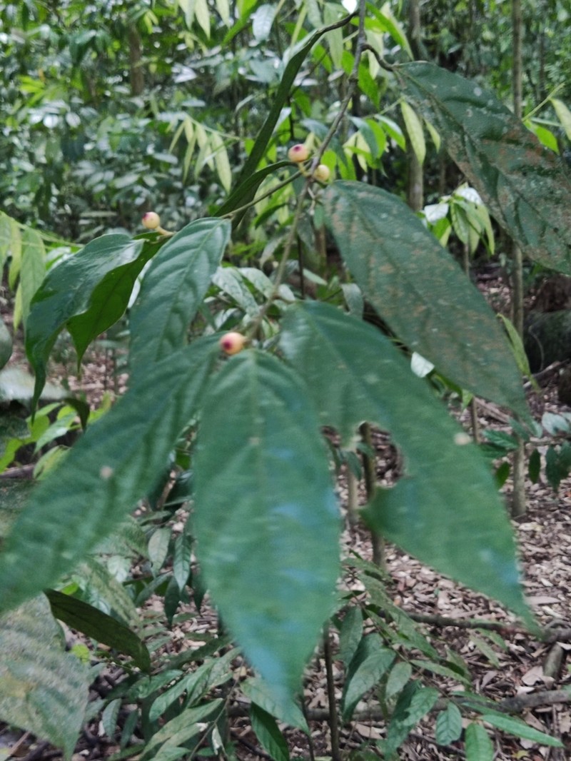 Aporosa frutescens photo 5
