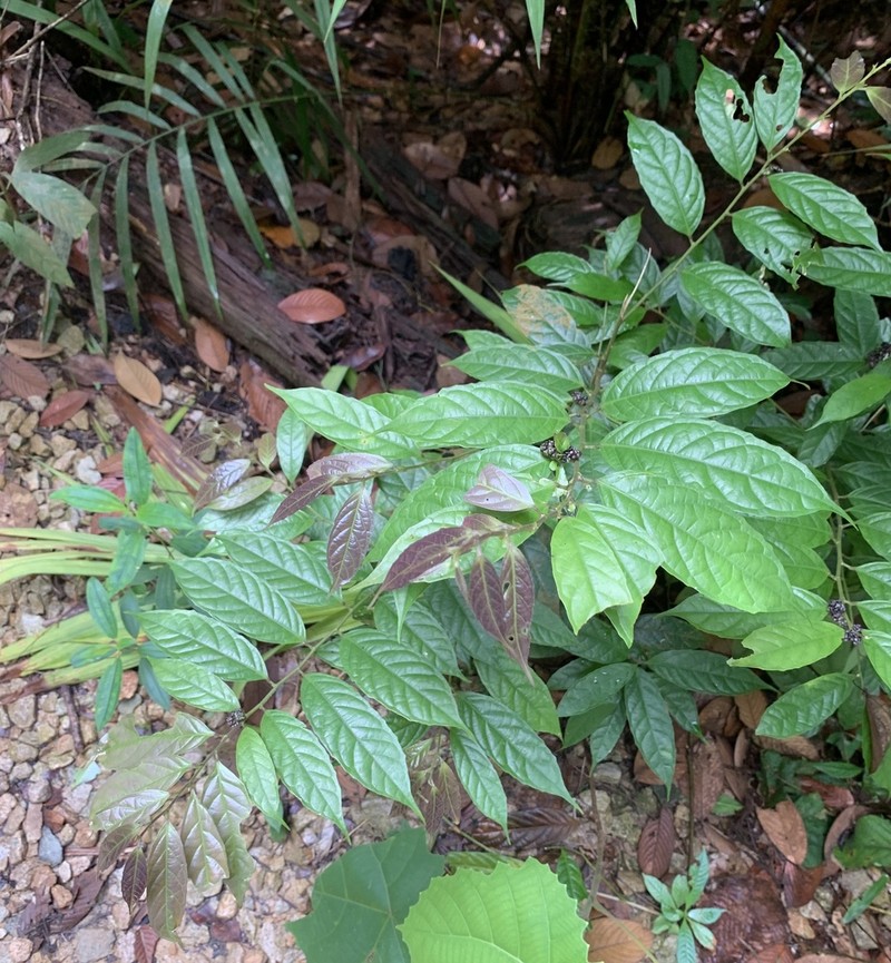 Aporosa frutescens photo 6