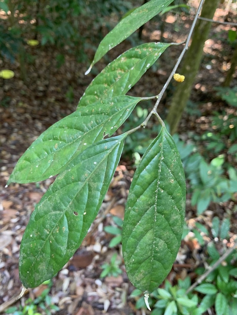 Aporosa frutescens photo 7