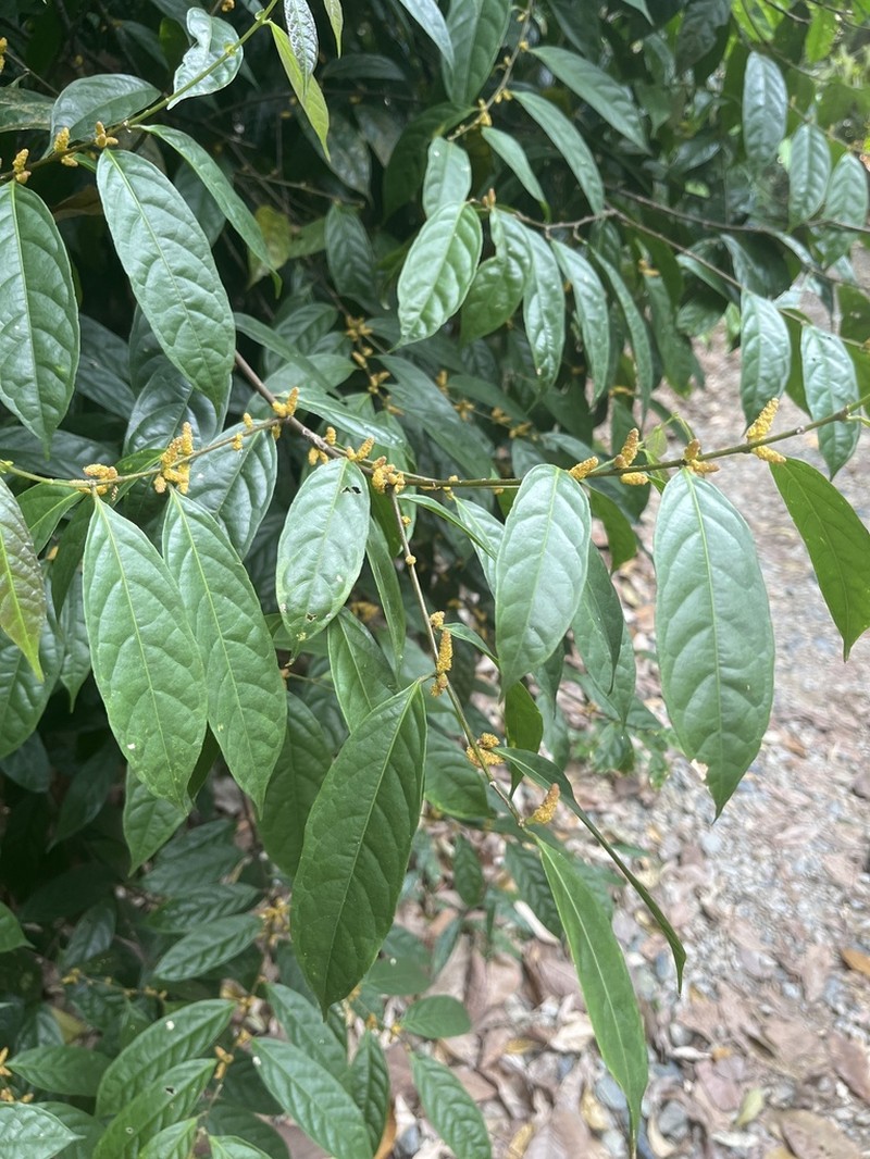 Aporosa frutescens photo 8