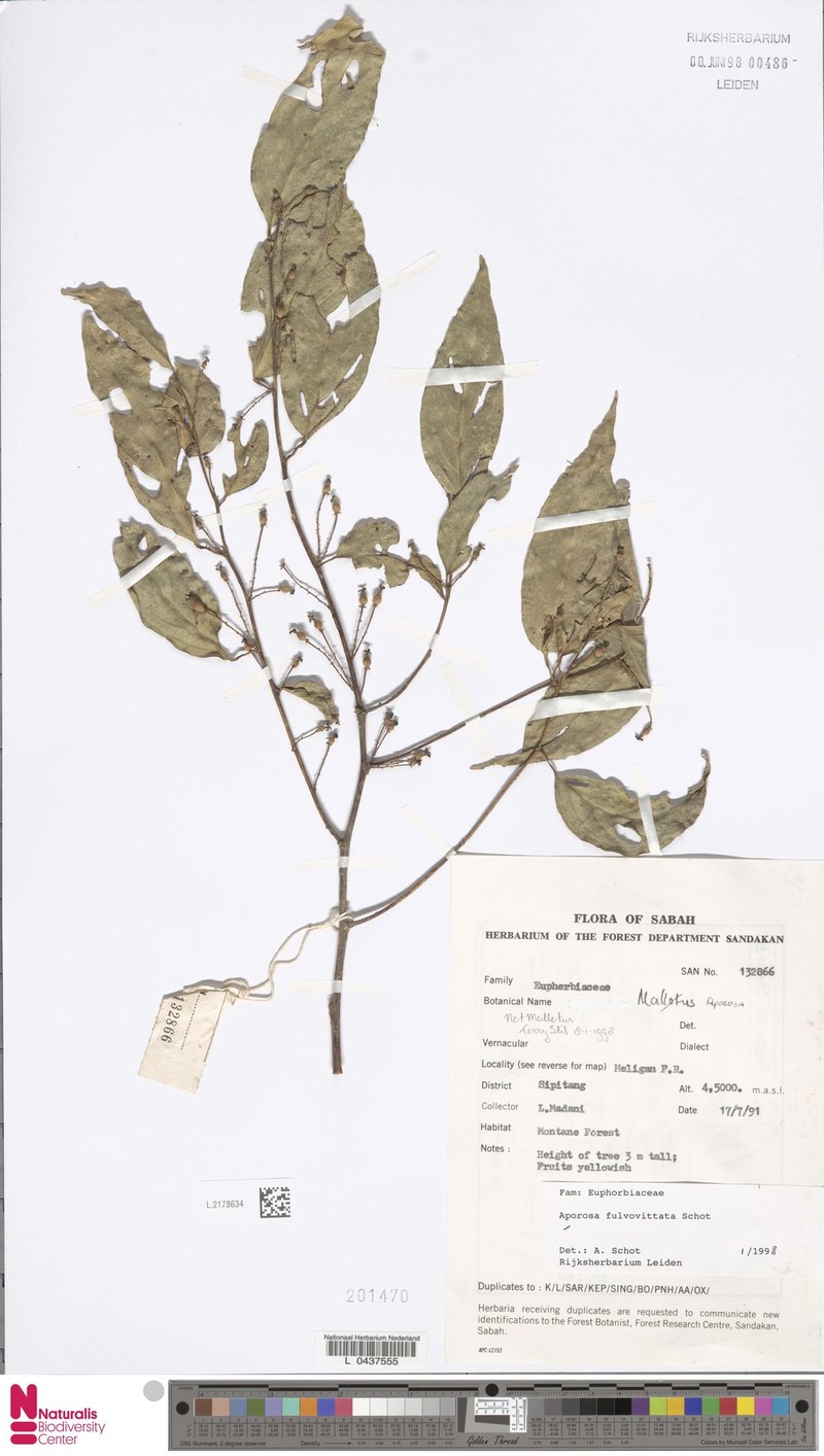 Aporosa fulvovittata