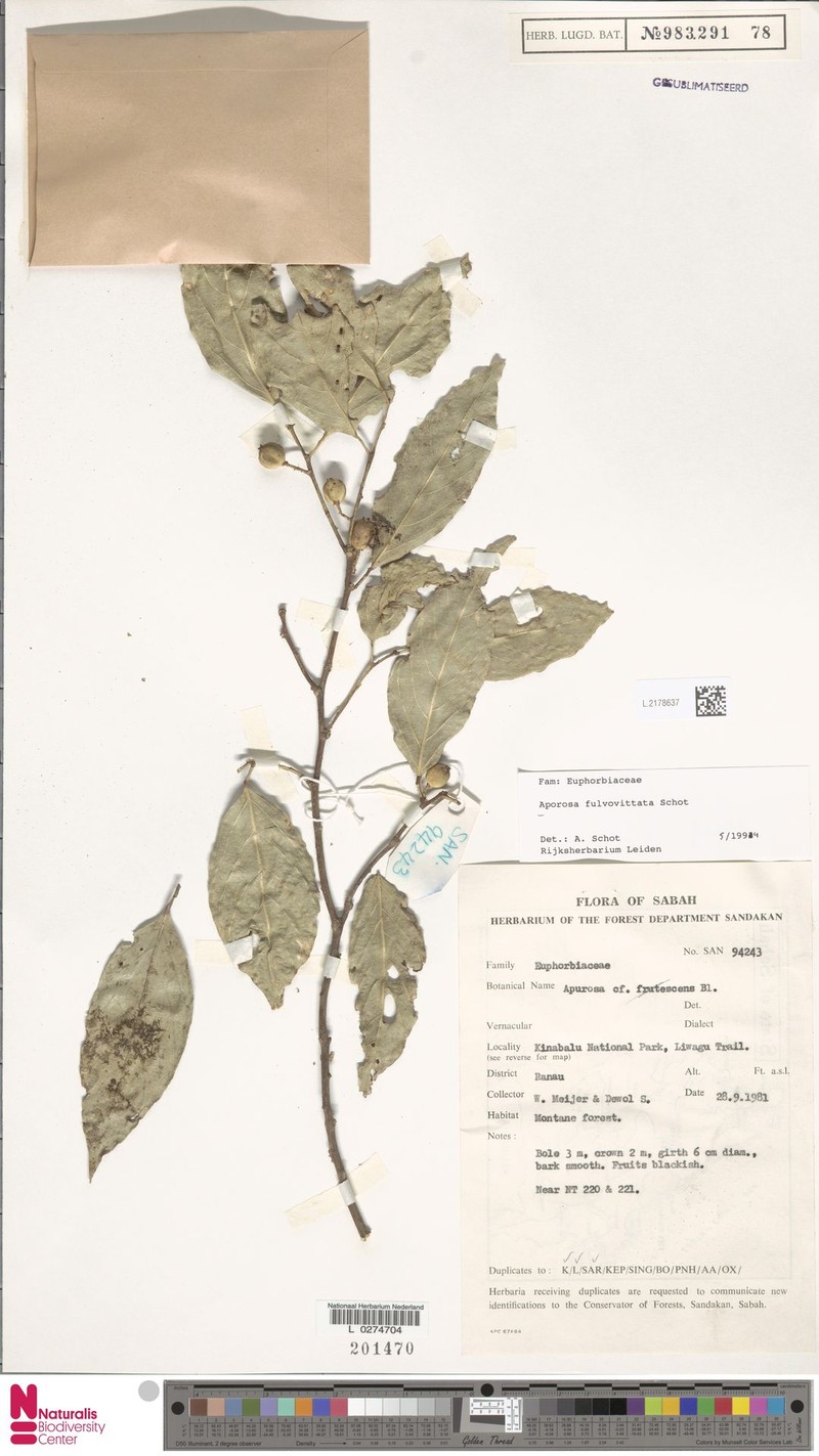 Aporosa fulvovittata photo 2