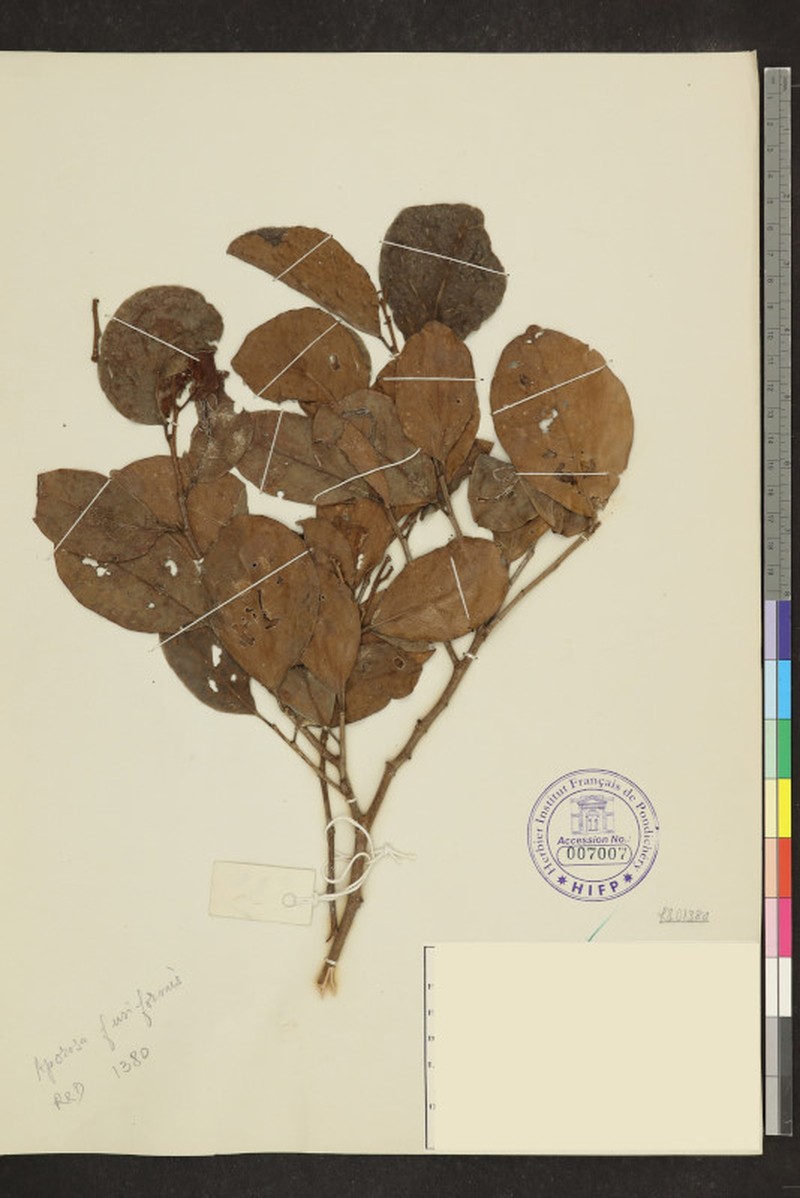 Aporosa fusiformis