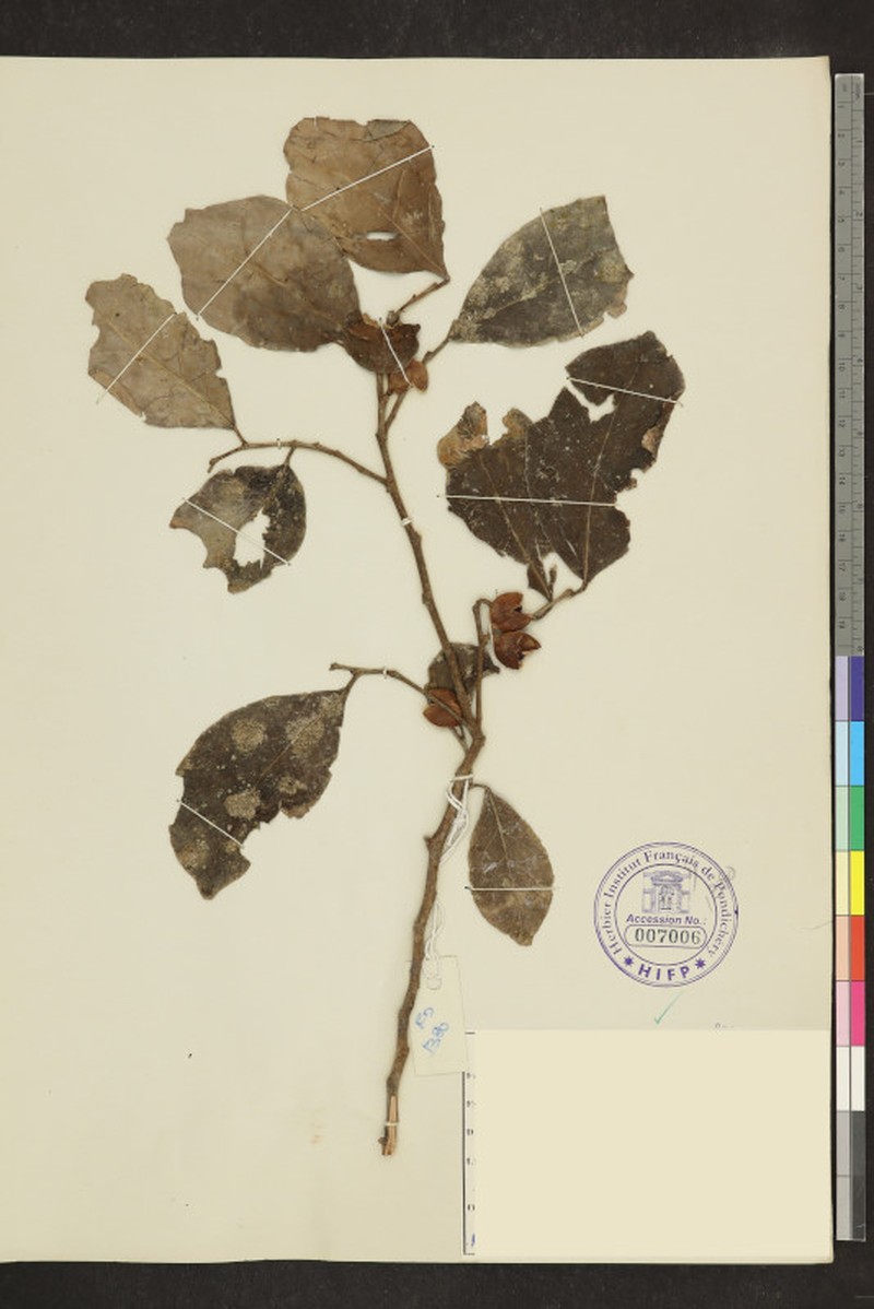 Aporosa fusiformis photo 2