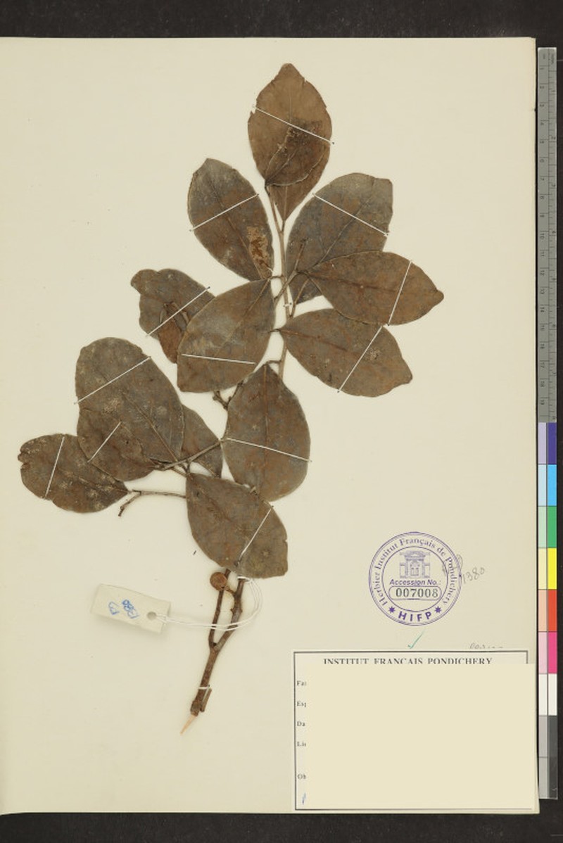 Aporosa fusiformis photo 3