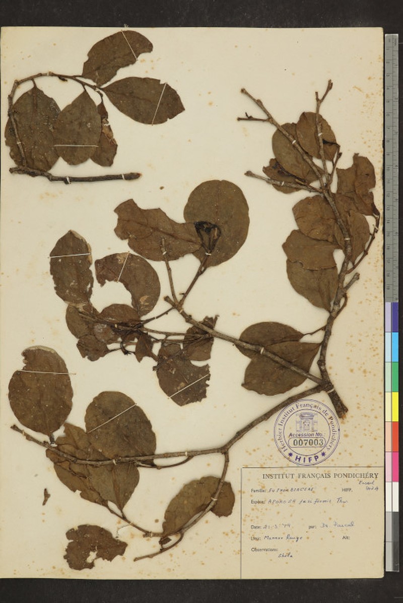 Aporosa fusiformis photo 4