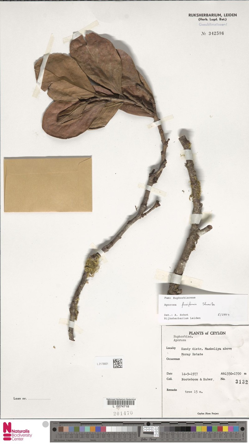 Aporosa fusiformis