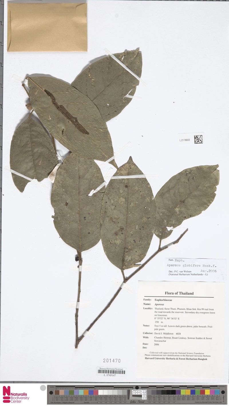 Aporosa globifera