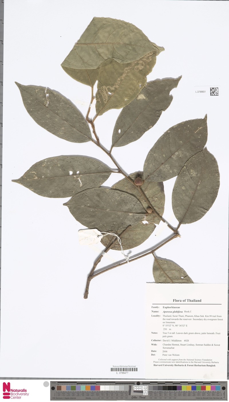 Aporosa globifera photo 2