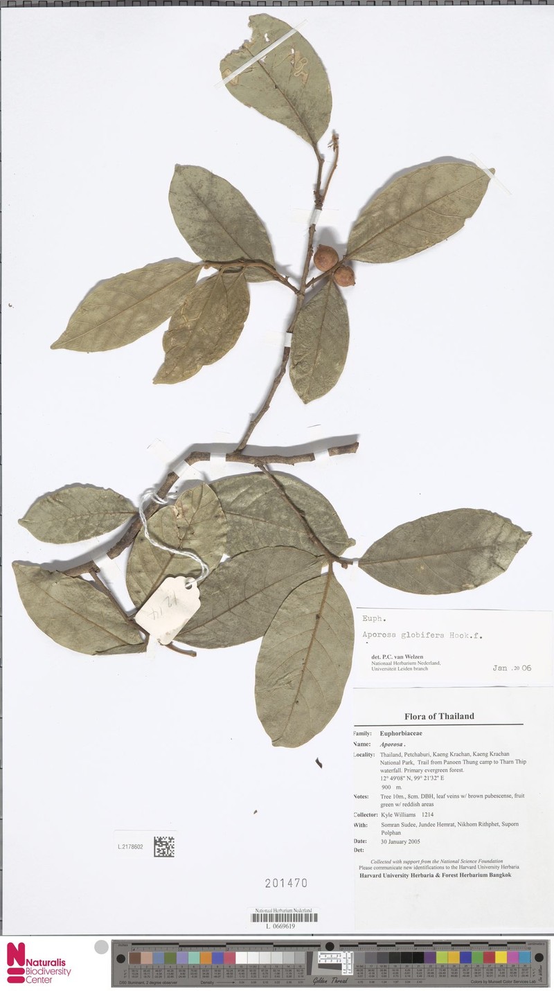 Aporosa globifera photo 3