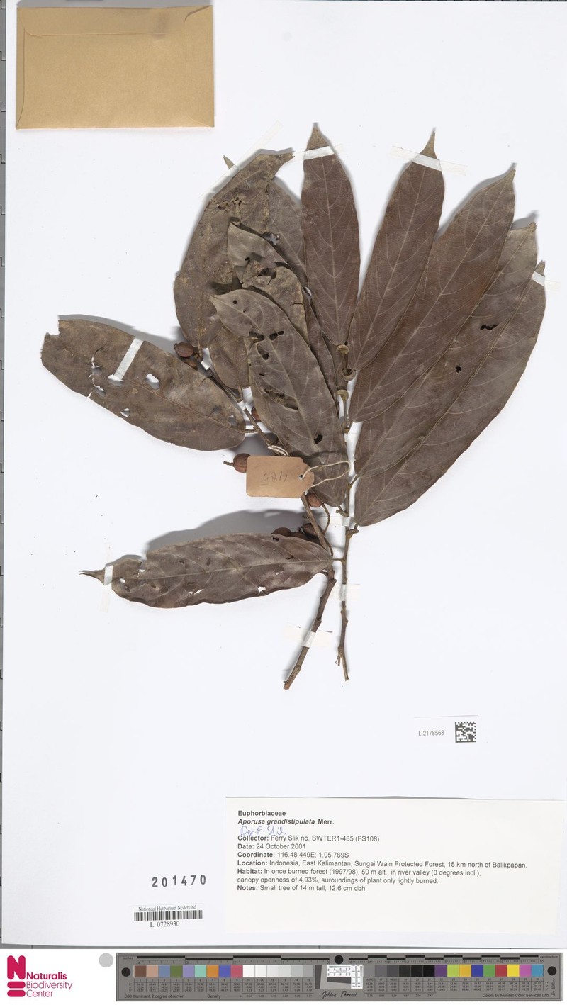 Aporosa grandistipula