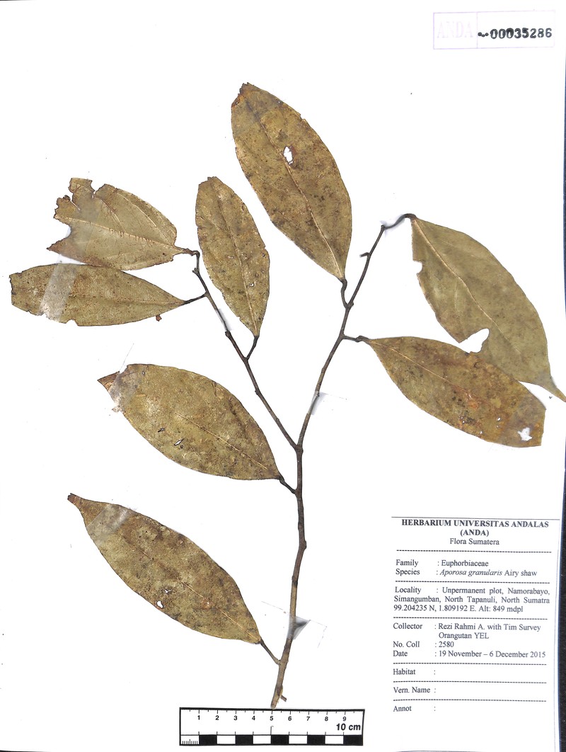 Aporosa granularis