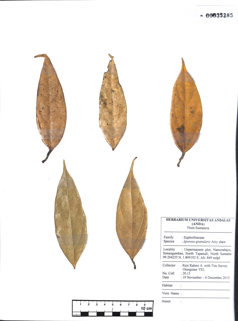 Aporosa granularis photo 2