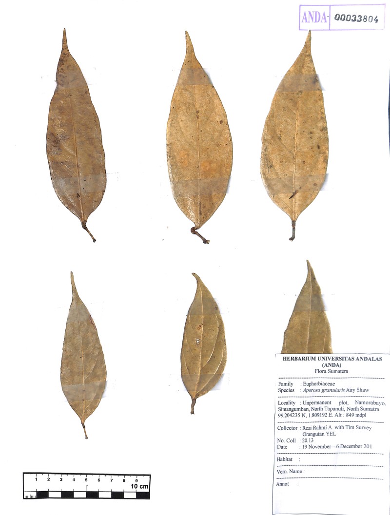 Aporosa granularis photo 3