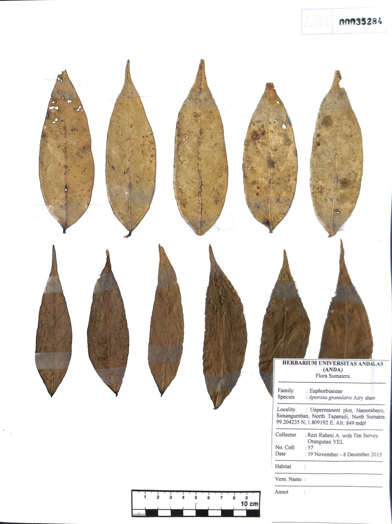 Aporosa granularis photo 4