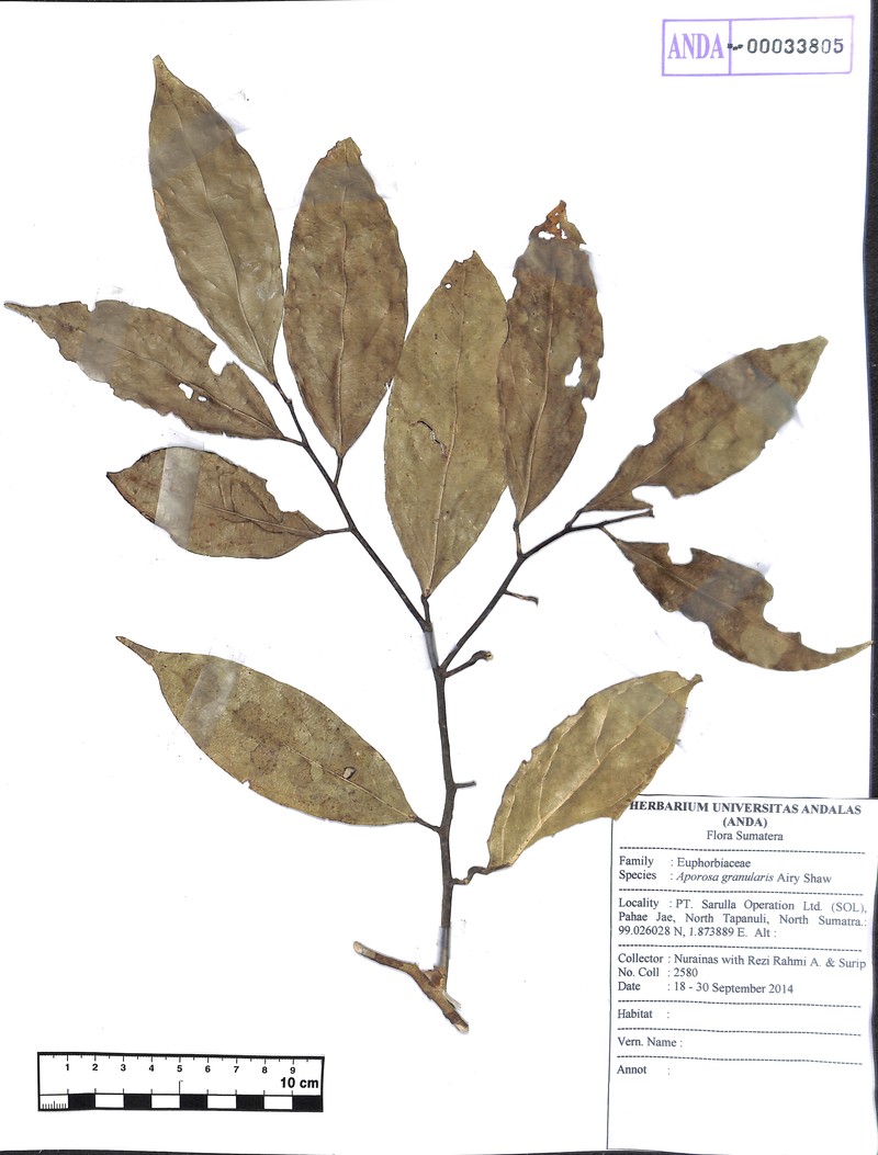 Aporosa granularis photo 5