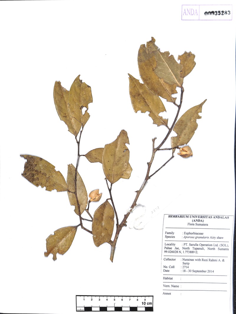 Aporosa granularis photo 6
