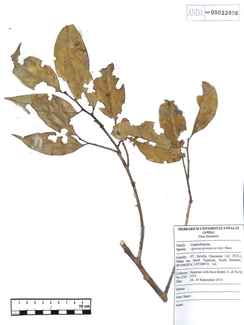 Aporosa granularis photo 7