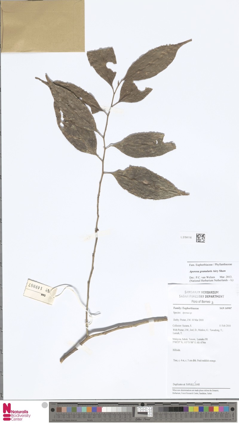 Aporosa granularis photo 8