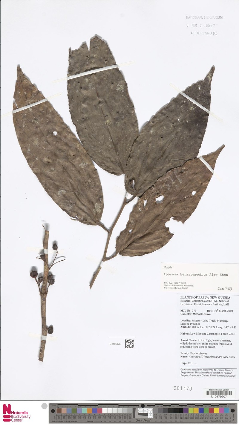 Aporosa hermaphrodita