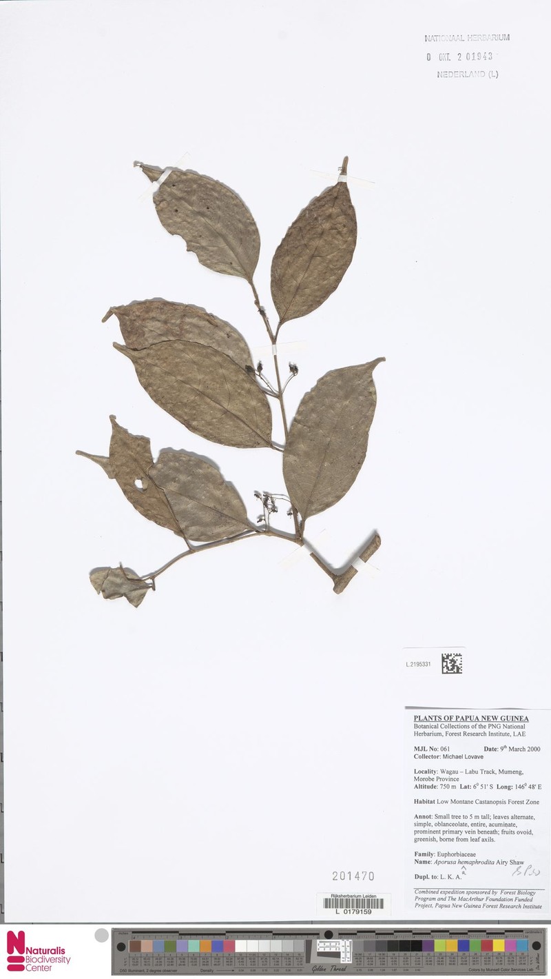 Aporosa hermaphrodita photo 2