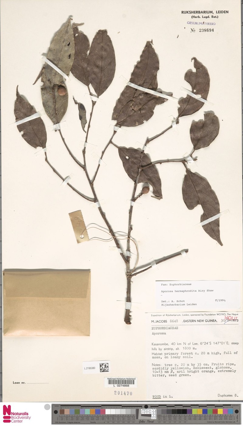 Aporosa hermaphrodita photo 3